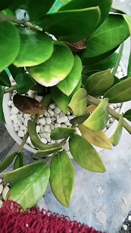 #10 miếng giẻ lưới rửa chén bát giá gốc 40k hiện tại đang sale dễ dàng giặt sạch khi dính dầu mỡ#luoiruachen #giadung #giadungtienich #xuhuong 