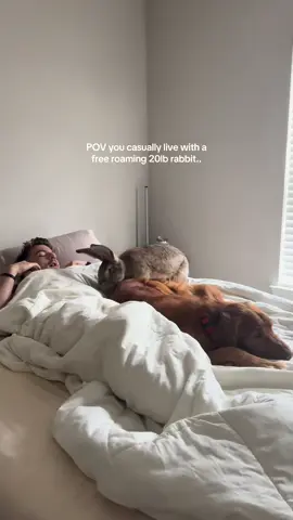 He’s grown into a big boy almost 20lbs now… #continentalgiant #giantbunny #bunny #rabbit #giantrabbit #fyp