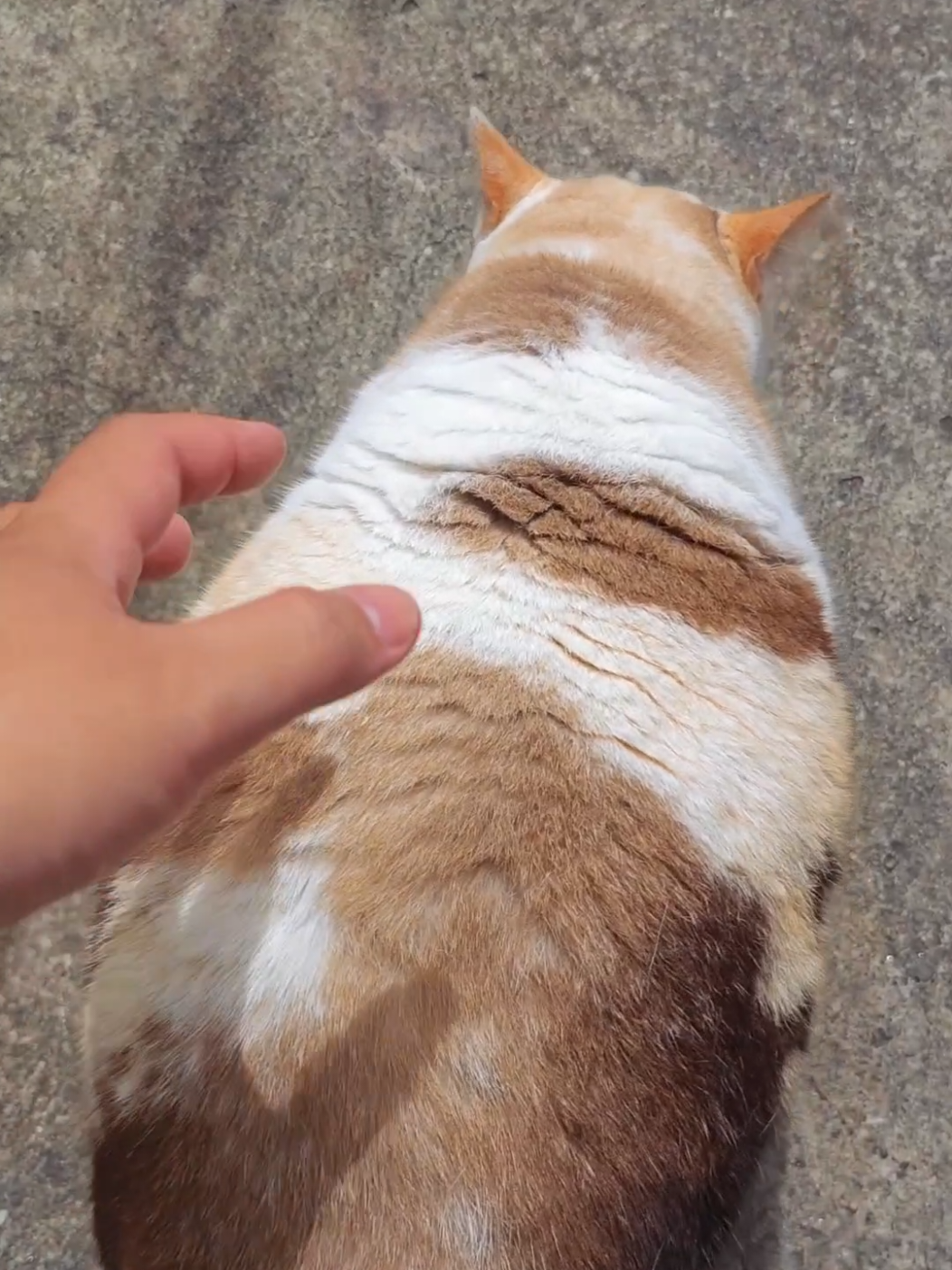 เสียงอะไรน่ะ? 🫢 #แมวอ้วน #Luckycat #catsoftiktok #猫 #เธรดความรู้สึก 