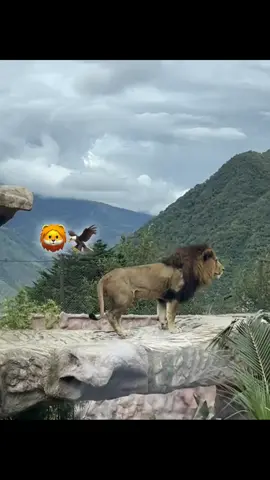 Tus guerreros activos 🤙🏼🦁®️@KAZETA🦁🦅🤙 @estamos ready 🦅🦁🤙✍️💯🫡 #gaster #ecuador🇪🇨 #suburbio #chonero #paratiiiiiii 