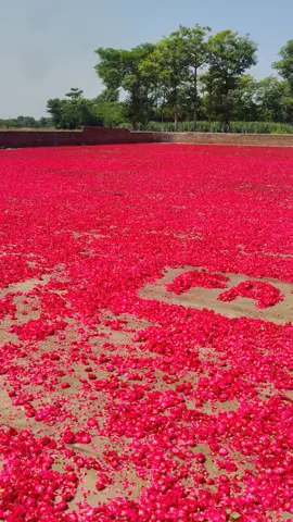 #shan #flowers #gehlanhithar #phol #mandi 