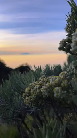 #edelweiss #merbabu #fyp #merbabumountain #gunungindonesia 