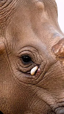 Help animals please🙏  #birds  🙀😮😮😮#ai#foryou  #animals #monkey 