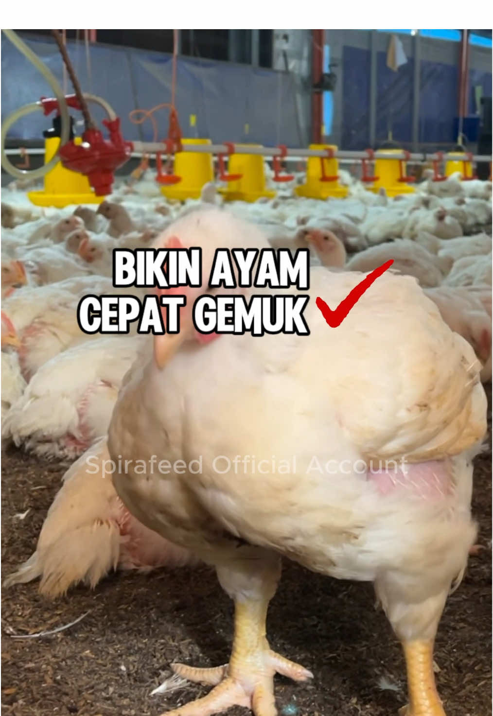 Harga ayam potong melejit, waktunya ABK dan peternak broiler merapatkan barisan siap dengan ayam lebih gemuk dan sehat lagi!😁🫵🏻  #ayambroiler #ayampotong #peternakayam #anakkandang #spirafeed 