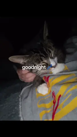 #cat #tabbycat #cuddlycat #catsoftiktok #goodnightguys 