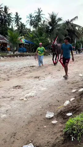 🐎 #kudo #kudapacu #kudapacusumbar #pacukudapariaman #pordasisumbar 