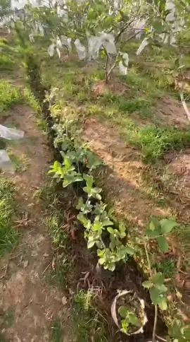 ini udah Redy lagi ya bosku bibit jambu kristal ukuran kecil udah rimbung, 3 bulan siap di buahkan🔥 #perkebunan #kebunjambukristal #viralvideo #viraltiktok #fypage 