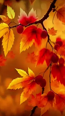 #пісніукраїнською #слухайукраїнське  Автор пісні:@Кошик Добра. 