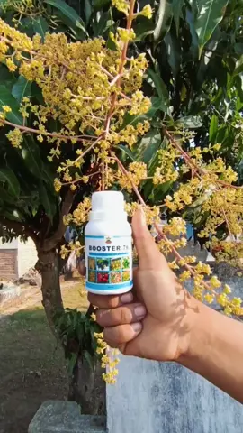 Booster 76 dapat membantu tanaman agar cepat berbuah.. #pupuk #Booster76 #boosterbuah #pupukcair #hormonpembuahan 