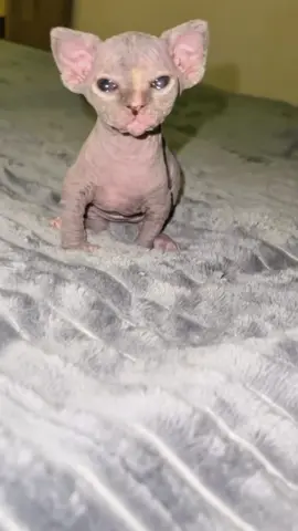 Cat's first time being a mum #Cat#Cats#Kitten#Kittens