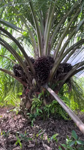 #pentanimuda#sawitontiktok#sawitjambipunyacerita 