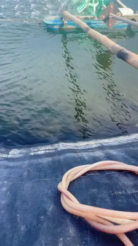 Suôi Dòng Theo Mùa Nước Lớn  #aotomxynuoc #mohinhnuoitom  #nuoitomthechantrang  #62longan❤️_chàomoinguoii 