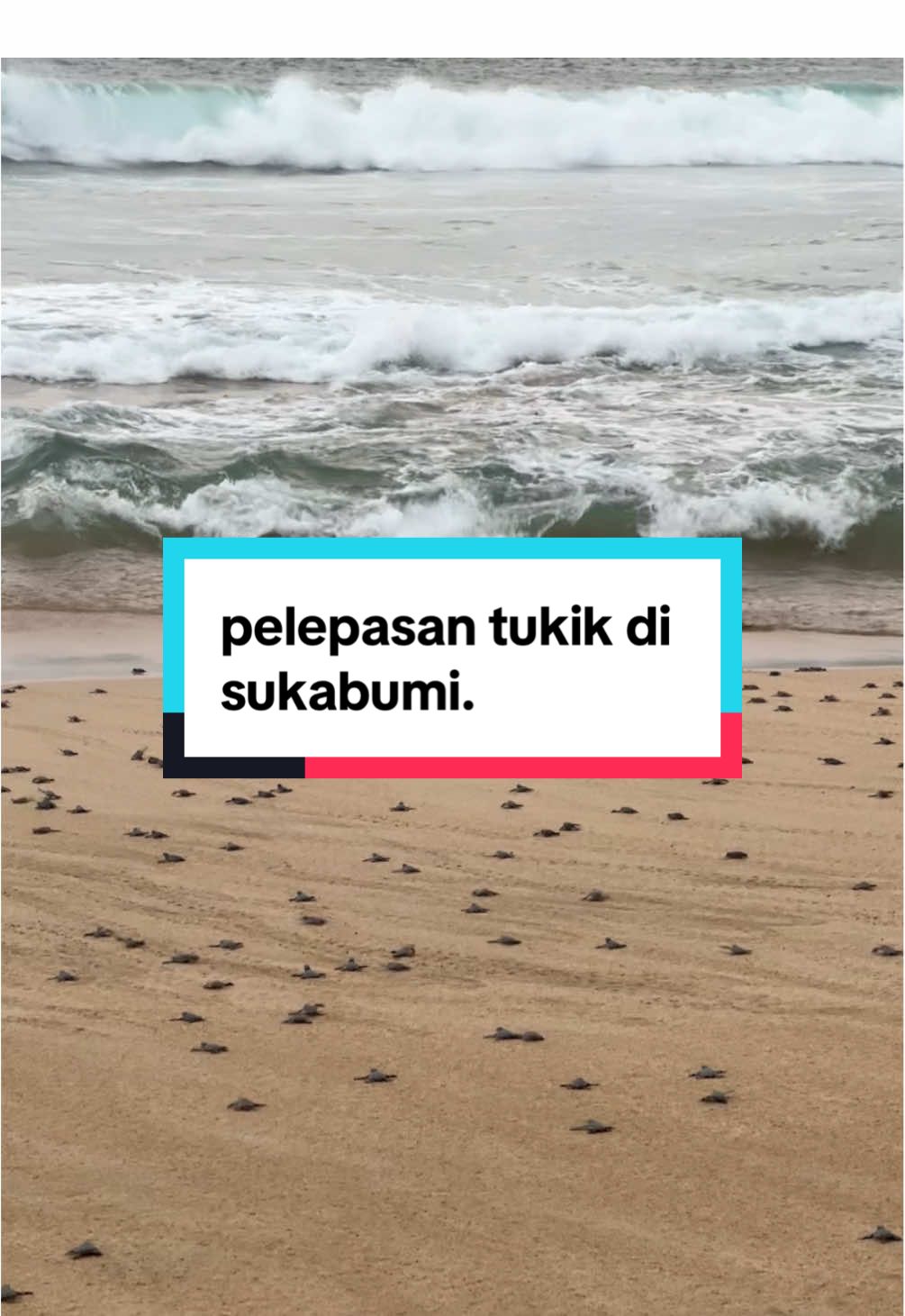 pelepasan tukik di pantai pangumbahan. #ujunggenteng #sukabumi #explore #travel 