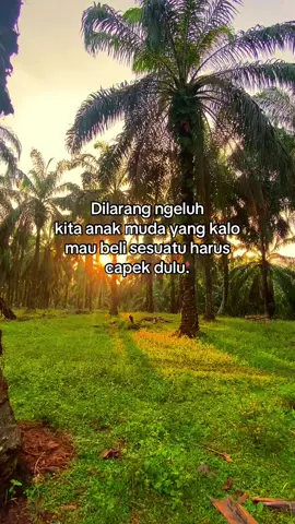 #fypシ #kulisawit #brondolansawit #sawitontiktok 