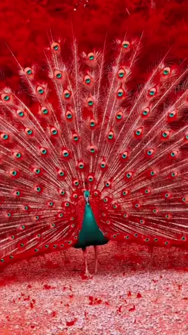 Pictures of red peacocks, yellow peacocks, green peacocks, peacocks spreading their tails, this is just too beautiful! It truly deserves to be called the king of birds. Seeing peacocks spreading their tails, good luck follows! #AmazingBirds #Variouscoloredpeacocks #Peacocksspreadingtheirtails #Redpeacocksspreadingtheirtails #Yellowpeacocksspreadingtheirtails #Goodluckcomeswithpeacocksspreadingtheirtails