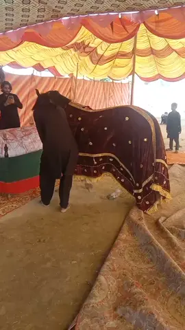 #حویلی۔گل۔شاہ 