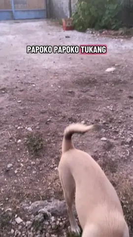 😂😂 #nttpride🏝🔥 #kupangtiktok #fyp #foryourpagetiktok #promoseruweekend 