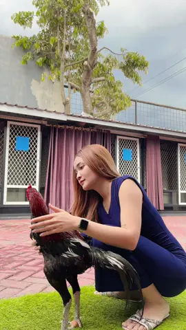 sama maskot II nih #ciwisungokong #sungokongfarm #sungokongmalang #ayamimport #ternakayam #pecintaayam #ayamsungokong 