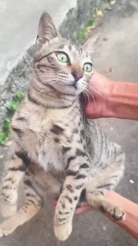 #hachimi #tiktok #meme 