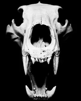 Big Dogs #capcut #warewolf #mog #viral #wolfdog 