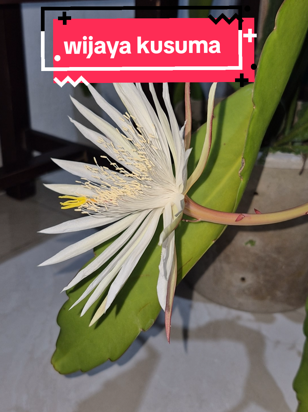 Filosofi bunga Wijaya Kusuma melambangkan kemenangan, kejayaan, keberuntungan, kesucian, dan kemakmuran. Bunga ini dianggap sebagai simbol spiritual dan keindahan malam yang tumbuh di kegelapan, mengingatkan pada keberanian untuk menghadapi rintangan dan mencapai tujuan hidup. Dalam budaya Jawa, bunga ini identik dengan tradisi raja dan sering menjadi simbol dewa pemelihara serta digunakan untuk harapan kebahagiaan dan kesuksesan.  #wijayakusuma #fyp #bunga #filosofi #keberuntungan 