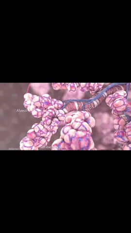 Oxygen and CO2 exchange in the lungs | #biology #fypシ #medicine #pulmonologist #lungs 