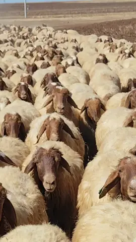 ❤️🧿🙏🐑🐏