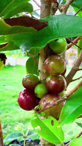 Giống nho thân gỗ 12 vụ dễ trồng dễ chăm sóc cho trái quanh năm trái thơm  chua ngọt rất ngon luôn trồng ăn trái và làm kiểng cho sân vườn cũng rất đẹp cả nhà tham khảo nha#lychieubinh @Hữu hậu Trần 1986💕 #nuoica #trongcaynuoica #nhothango #cadieuhong 