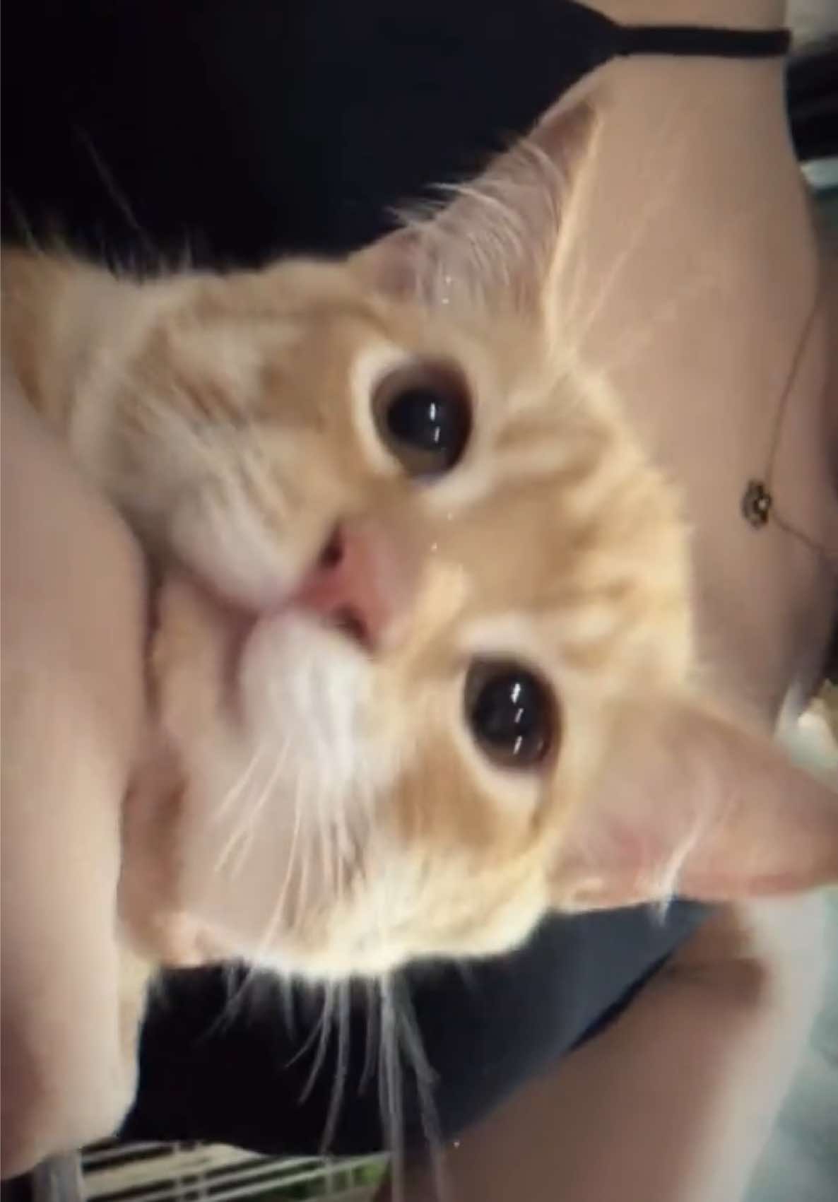 xợ