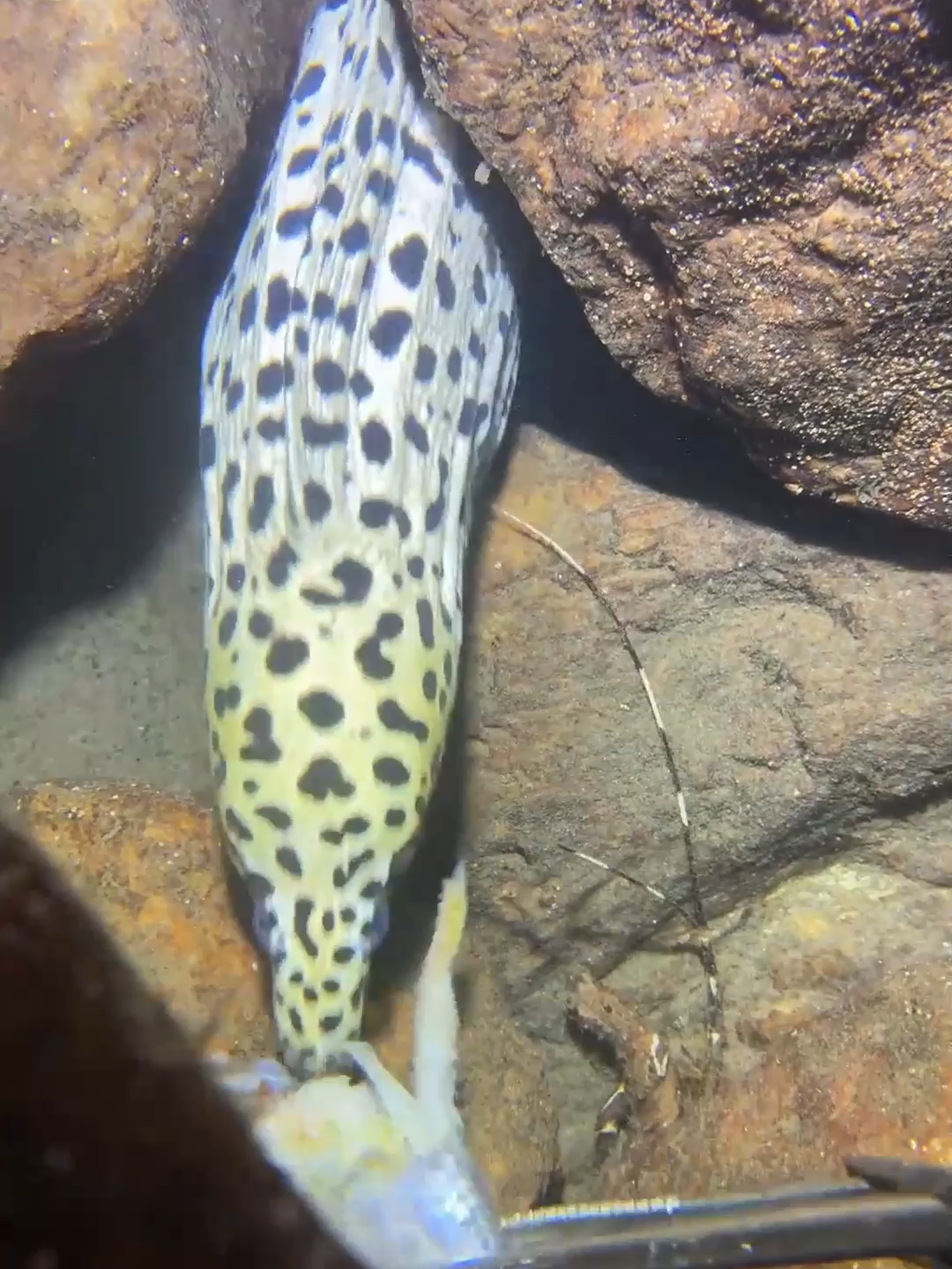 #eels #seafood #lobster #catchthesea #deepsea #crab #diving #fishing #beach #nature