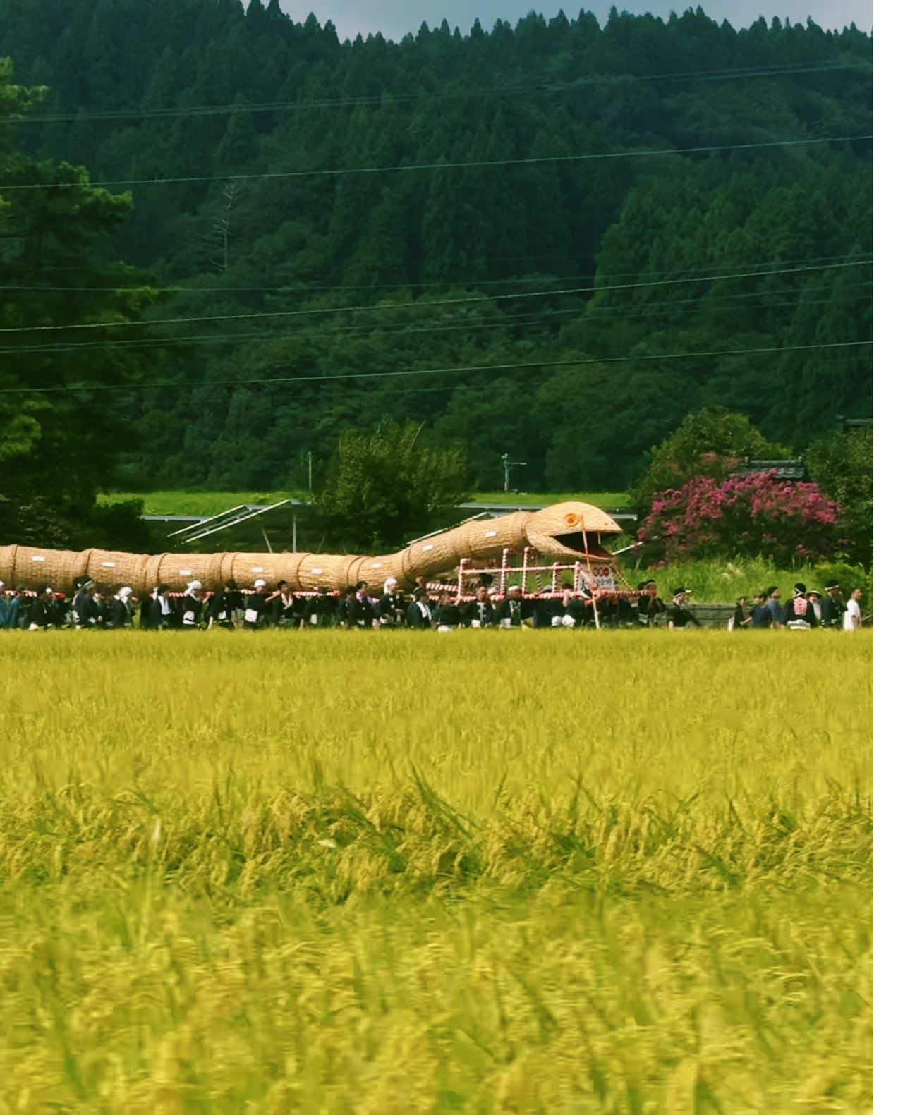 Here’s the full scale of the snake 🐍 at the Taishitamonja Festival. It’s 82 meters long made of weaved straw and bamboo. Each section represents a town in Sekikawa Village. Both locals and tourists come together every September for the parade. It’s an amazing experience to witness such tradition.  #新潟 #Niigata #japantravel #snake #festival 