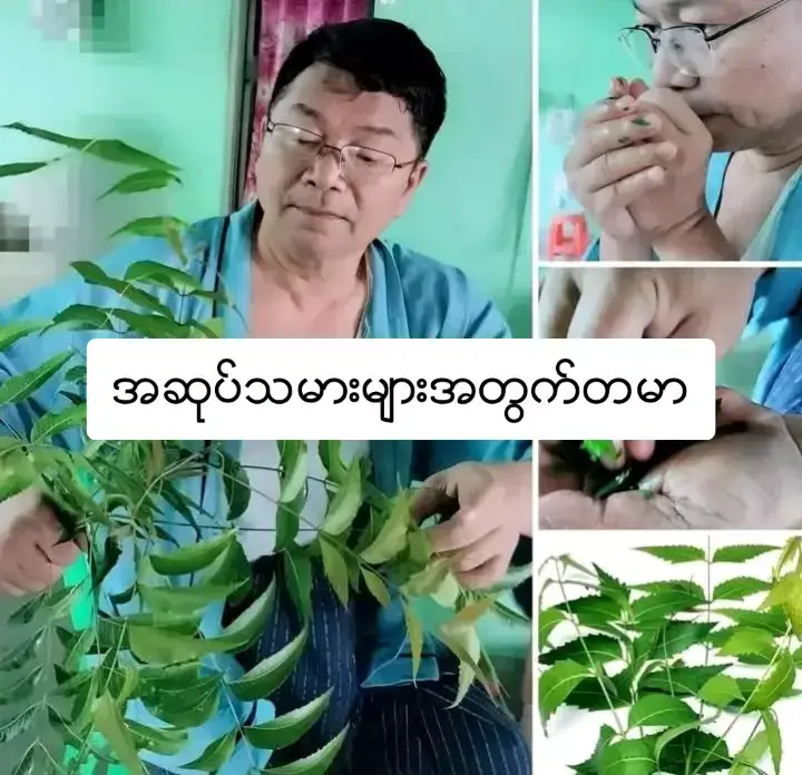 အဆုပ်လေပြွန်ရောင်ရောဂါ၊အဆုပ်ထဲ ပိုးဝင်ခြင်း ပန်းနာရင်ကြပ်ရောဂါနှင့် အဆုပ်ရောဂါအထွေထွေအတွက်ဆေးနည်း