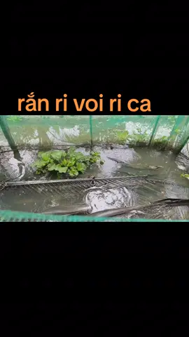 MÔ HINH NUÔI RẮN KHÔNG TÔN THỜI GIAN NHIEU