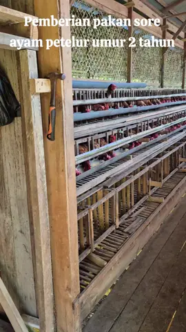 pemberian pakan sore ayam petelur, dkandang ini ayam sudah berumur 2 tahun, tetapi blum diafkir karena produksi telur masih bagus skitar +-90% #peternakmudaindonesia #ayampetelurindonesia  #ayampetelur #suksesbutuhproses #fyppppppppppppppppppppppp 