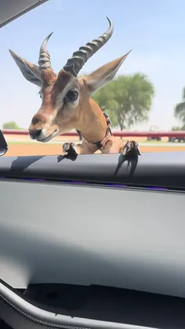🤍🦌