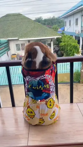 Freedom 🙈🤍 #Love #dog #viral #fyp #1millionaudition 