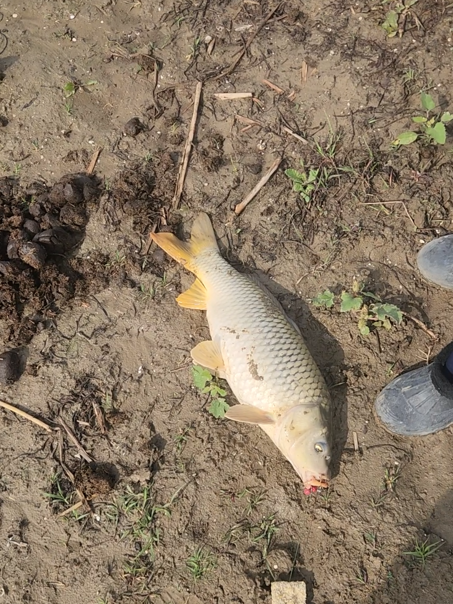 #сазан # Астраханская 