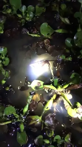 Cua trên mình chỉ khó nhốt thôi vì các bạn ấy sống hoang dã quen rồi, còn vấn đề chăm sóc hay ăn uống thì dễ ợt à, mình có gì cho đó, có hôm bận thì nhịn 😂#khoinghiep #bophoveque #ốcnhoimienbac #cuadong 