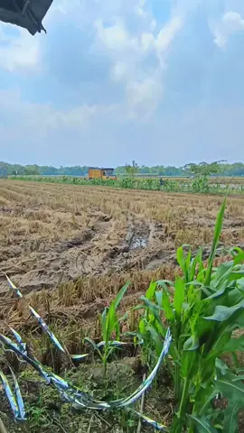 #umplungmenolakpunah #umplung_mbois #drivermuda😎😁🤙🤪🤩 #sopirtrukpunyacerita #semangatbolo 