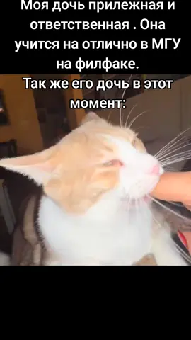 #мемы #shitpost #meme #cat 