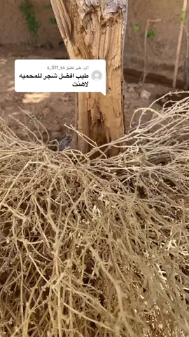 الرد على @s_511_ss 