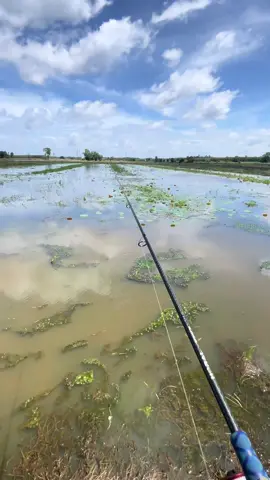 cá lũ nó mập thì thôi đi ae ơi😁#ĐHQ_Fishing #lurefishing #longan_62 