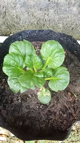 Perkembangan tanaman sawi pagoda 1