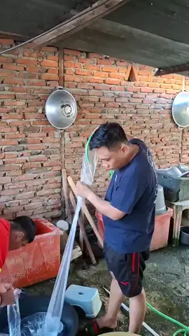 Yang Butuh Es Batu Toduwolo