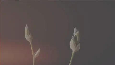 they must be cursed💔#CapCut #edit #genya #sanemi #kny