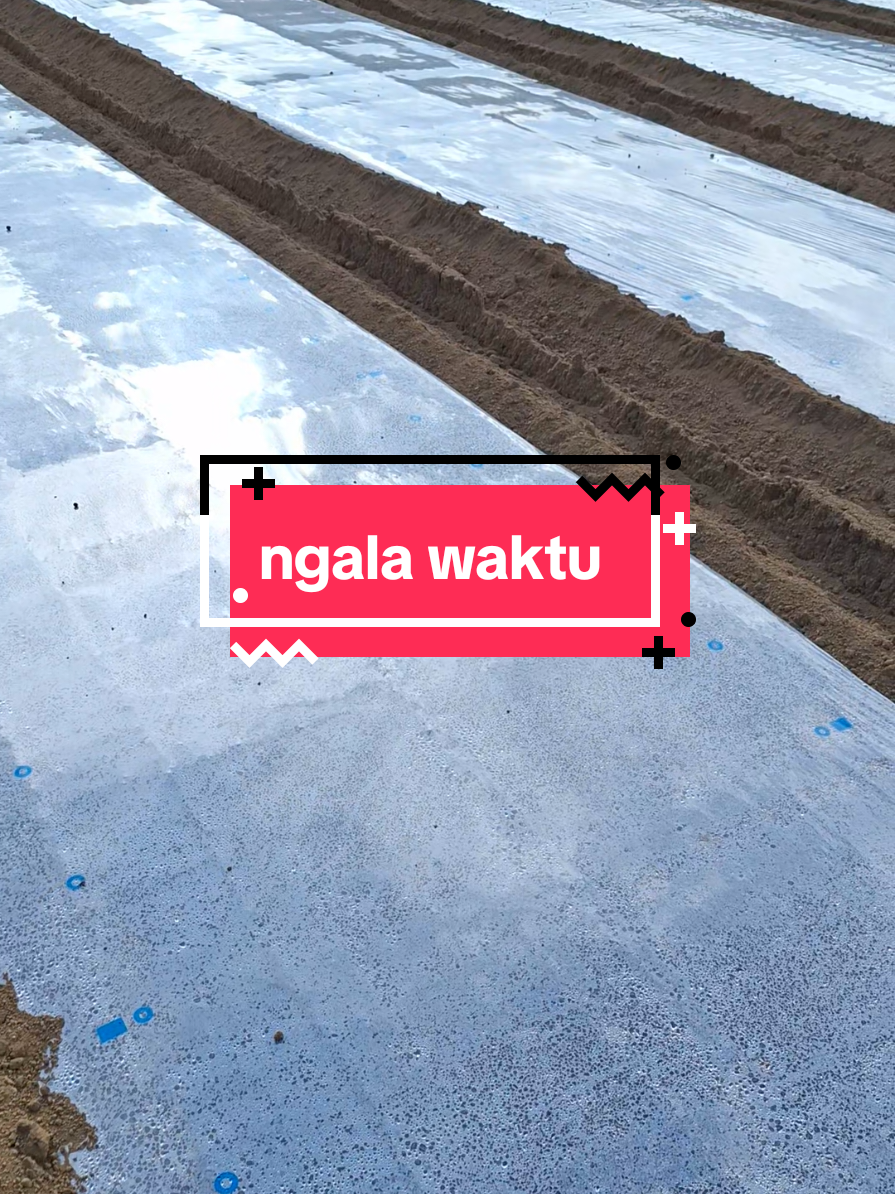 Membalas @armangipsum2 nu penting mah di bayar we mamang mah gawe nu kukumaha ge di gasss. #mangobet  #kenshuseijapan🇮🇩🇯🇵🎌  #pertanianjepang 