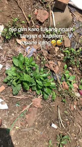 🤣🤣#peternakmuda #peternakindonesia #perernakkambing#fypp #foryoupage 