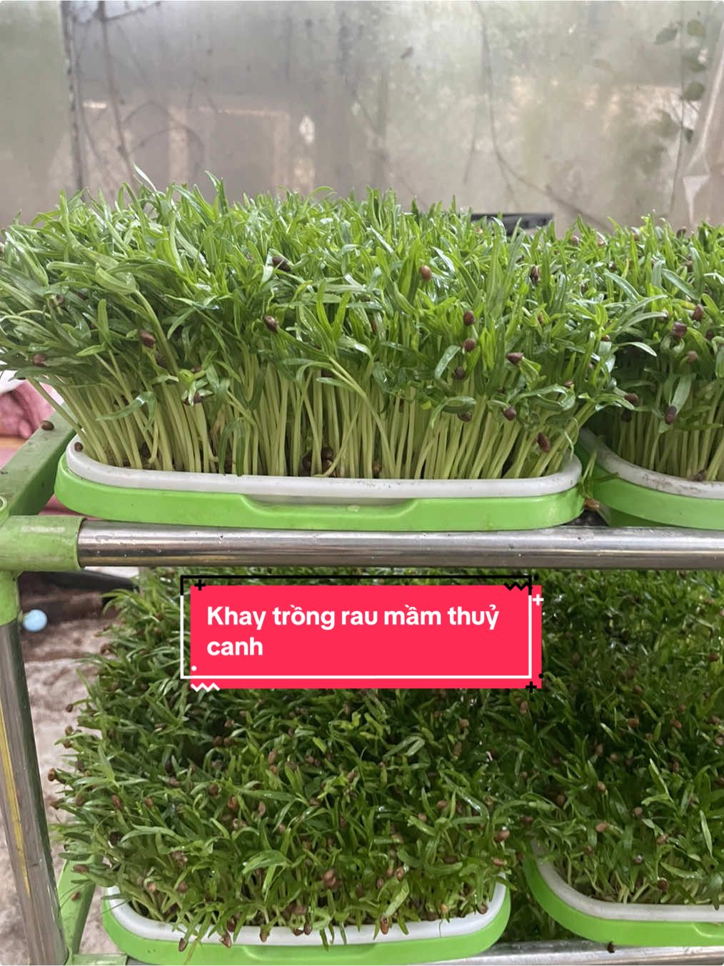 Trồng rau mầm thuỷ canh. Không cần dùng đất không cần dùng giá thể. Các bác mua khay em tặng hướng dẫn nhé. #xuhuong #xh #cáchtrồngraumầm 