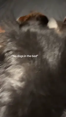 A wild animal in our bed open legs and all and we wouldn’t change a thing #dogsoftiktok #bernesemountaindog #dogs 