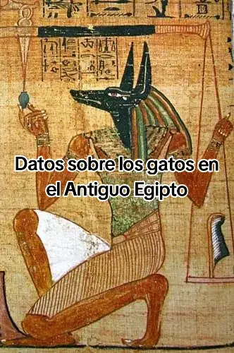 ¿Creen que alguna ley debería seguir en vigor actualmente? ¡Cuéntamelo! #xzbcya #xzyabc #Viral #datoscuriosos #fyp 